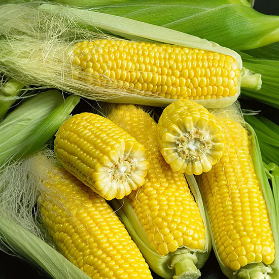 Купи Био Сладка царевица Златен бантам | SWEET CORN GOLDEN BANTAM  от Seklos - Царевица