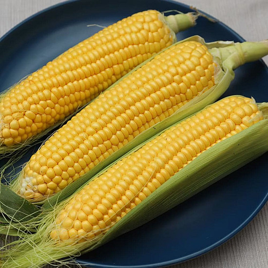 Купи Био Сладка царевица Златен бантам | SWEET CORN GOLDEN BANTAM  от Seklos - Царевица