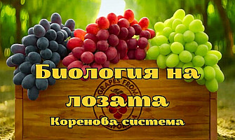 Биологията на лозата: Коренова система