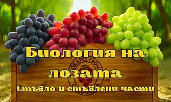 Биологията на лозата: Стъбло и стъблени части - Част 1