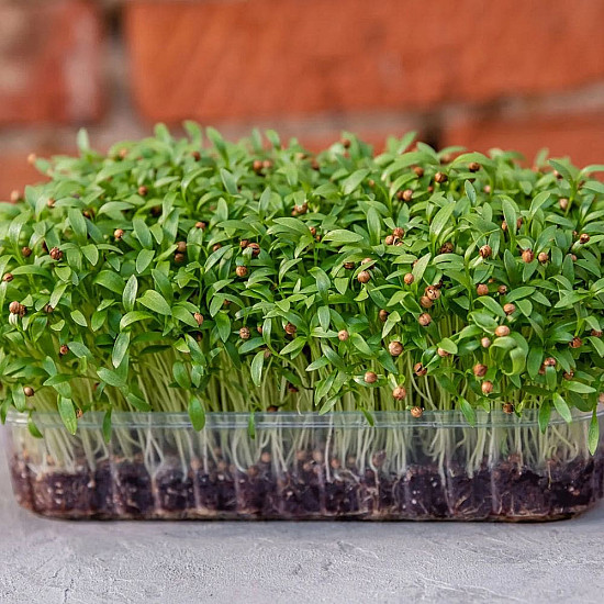 Купи Микрорастения Кориандър | MICROGREENS CORIANDER 100G  от Seklos - Микрорастения | Microgreens