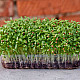 Купи Микрорастения Кориандър | MICROGREENS CORIANDER 100G  от Seklos - Микрорастения | Microgreens