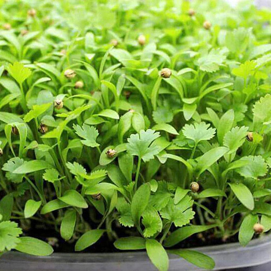 Купи Микрорастения Кориандър | MICROGREENS CORIANDER 100G  от Seklos - Микрорастения | Microgreens