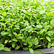 Купи Микрорастения Кориандър | MICROGREENS CORIANDER 100G  от Seklos - Микрорастения | Microgreens