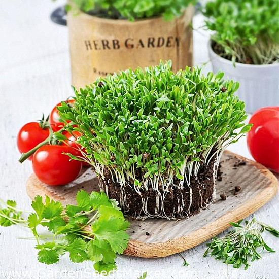 Купи Микрорастения Кориандър | MICROGREENS CORIANDER 100G  от Seklos - Микрорастения | Microgreens