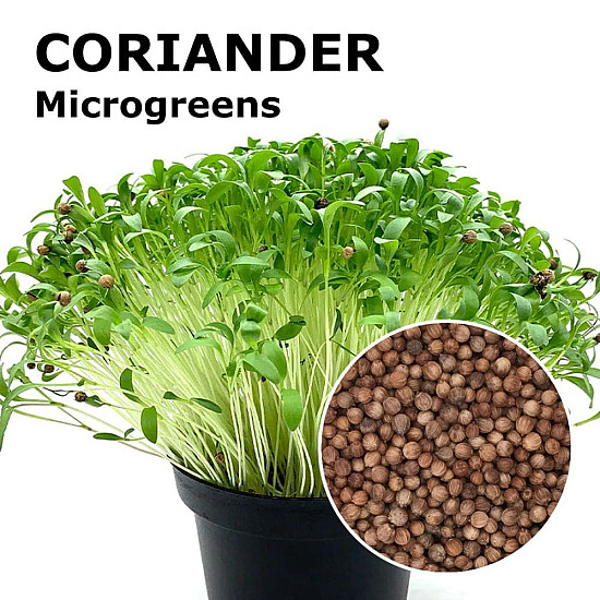 Купи Микрорастения Кориандър | MICROGREENS CORIANDER 100G  от Seklos - Микрорастения | Microgreens