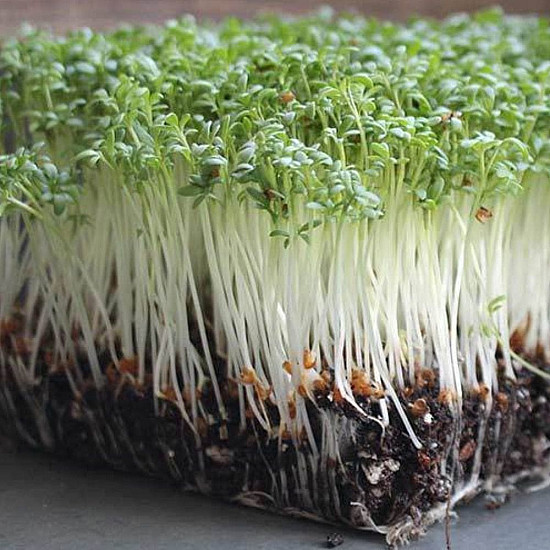 Купи Микрорастения Градински Крес | MICROGREENS GARDEN CRESS 100G  от Seklos - Микрорастения | Microgreens