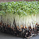 Купи Микрорастения Градински Крес | MICROGREENS GARDEN CRESS 100G  от Seklos - Микрорастения | Microgreens
