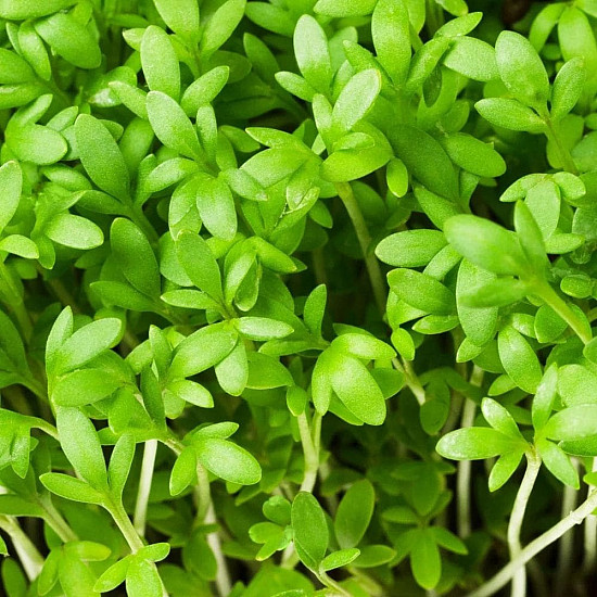 Купи Микрорастения Градински Крес | MICROGREENS GARDEN CRESS 100G  от Seklos - Микрорастения | Microgreens