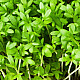 Купи Микрорастения Градински Крес | MICROGREENS GARDEN CRESS 100G  от Seklos - Микрорастения | Microgreens