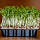 Купи Микрорастения Градински Крес | MICROGREENS GARDEN CRESS 100G  от Seklos - Микрорастения | Microgreens