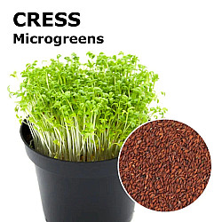 Микрорастения Градински Крес | MICROGREENS GARDEN CRESS 100G