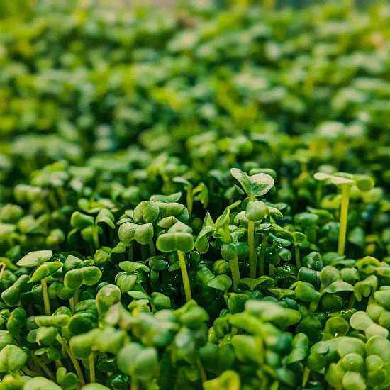Купи Микрорастения Градински Крес | MICROGREENS GARDEN CRESS 100G  от Seklos - Микрорастения | Microgreens
