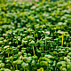 Купи Микрорастения Градински Крес | MICROGREENS GARDEN CRESS 100G  от Seklos - Микрорастения | Microgreens