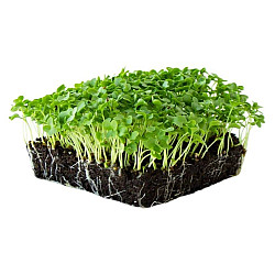 Микрорастения Къдрав Кейл | MICROGREENS CURLY KALE 100G