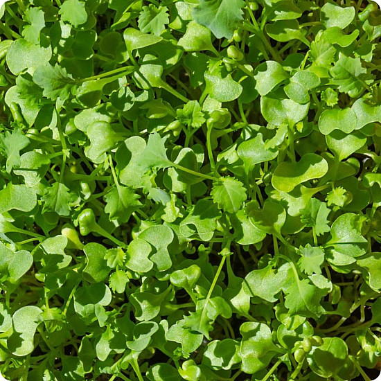 Купи Микрорастения Къдрав Кейл | MICROGREENS CURLY KALE 100G  от Seklos - Микрорастения | Microgreens