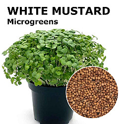 Микрорастения Бял Синап | MICROGREENS WHITE MUSTARD 100G