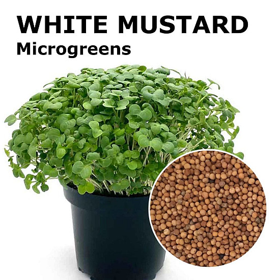 Купи Микрорастения Бял Синап | MICROGREENS WHITE MUSTARD 100G  от Seklos - Микрорастения | Microgreens
