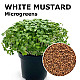 Купи Микрорастения Бял Синап | MICROGREENS WHITE MUSTARD 100G  от Seklos - Микрорастения | Microgreens