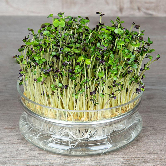 Купи Микрорастения Бял Синап | MICROGREENS WHITE MUSTARD 100G  от Seklos - Микрорастения | Microgreens