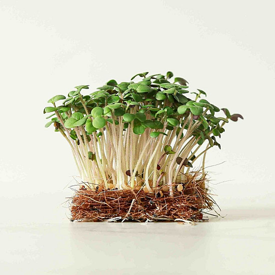 Купи Микрорастения Бял Синап | MICROGREENS WHITE MUSTARD 100G  от Seklos - Микрорастения | Microgreens