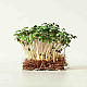 Купи Микрорастения Бял Синап | MICROGREENS WHITE MUSTARD 100G  от Seklos - Микрорастения | Microgreens