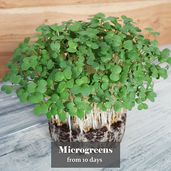 Купи Микрорастения Бял Синап | MICROGREENS WHITE MUSTARD 100G  от Seklos - Микрорастения | Microgreens
