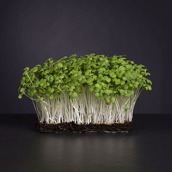 Купи Микрорастения Бял Синап | MICROGREENS WHITE MUSTARD 100G  от Seklos - Микрорастения | Microgreens