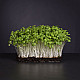 Купи Микрорастения Бял Синап | MICROGREENS WHITE MUSTARD 100G  от Seklos - Микрорастения | Microgreens