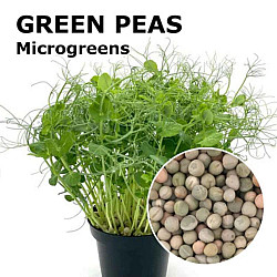 Микрорастения Грах | MICROGREENS PEAS 100G