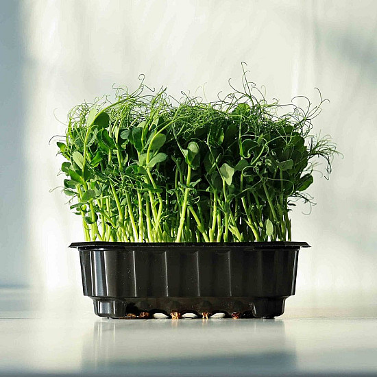 Купи Микрорастения Грах | MICROGREENS PEAS 100G  от Seklos - Микрорастения | Microgreens