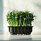 Купи Микрорастения Грах | MICROGREENS PEAS 100G  от Seklos - Микрорастения | Microgreens