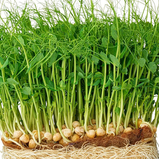 Купи Микрорастения Грах | MICROGREENS PEAS 100G  от Seklos - Микрорастения | Microgreens