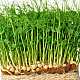 Купи Микрорастения Грах | MICROGREENS PEAS 100G  от Seklos - Микрорастения | Microgreens