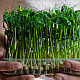 Купи Микрорастения Грах | MICROGREENS PEAS 100G  от Seklos - Микрорастения | Microgreens