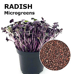 Микрорастения Репички | MICROGREENS  RADISH 100G