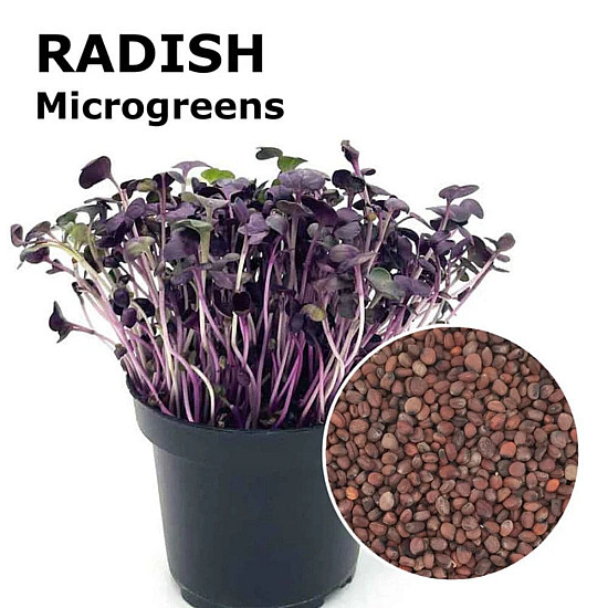 Купи Микрорастения Репички | MICROGREENS  RADISH 100G  от Seklos - Микрорастения | Microgreens