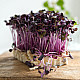 Купи Микрорастения Репички | MICROGREENS  RADISH 100G  от Seklos - Микрорастения | Microgreens