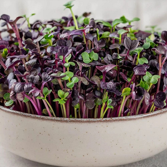 Купи Микрорастения Репички | MICROGREENS  RADISH 100G  от Seklos - Микрорастения | Microgreens