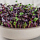 Купи Микрорастения Репички | MICROGREENS  RADISH 100G  от Seklos - Микрорастения | Microgreens