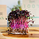 Купи Микрорастения Репички | MICROGREENS  RADISH 100G  от Seklos - Микрорастения | Microgreens