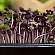 Купи Микрорастения Репички | MICROGREENS  RADISH 100G  от Seklos - Микрорастения | Microgreens