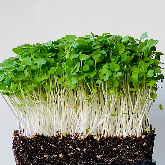 Купи Микрорастения | MICROGREENS ROCKET SALAD 100G  от Seklos - Микрорастения | Microgreens
