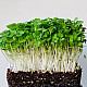 Купи Микрорастения | MICROGREENS ROCKET SALAD 100G  от Seklos - Микрорастения | Microgreens