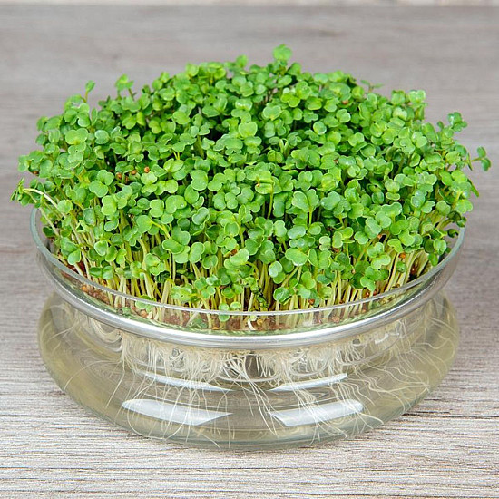 Купи Микрорастения | MICROGREENS ROCKET SALAD 100G  от Seklos - Микрорастения | Microgreens