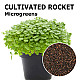 Купи Микрорастения | MICROGREENS ROCKET SALAD 100G  от Seklos - Микрорастения | Microgreens