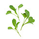 Купи Микрорастения | MICROGREENS ROCKET SALAD 100G  от Seklos - Микрорастения | Microgreens