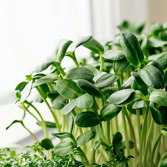 Купи Микрорастения слънчоглед | MICROGREENS SUNFLOWER 100G  от Seklos - Микрорастения | Microgreens