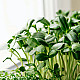 Купи Микрорастения слънчоглед | MICROGREENS SUNFLOWER 100G  от Seklos - Микрорастения | Microgreens