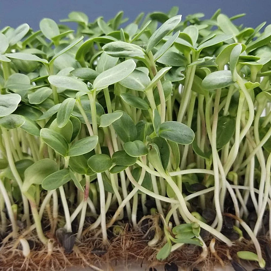 Купи Микрорастения слънчоглед | MICROGREENS SUNFLOWER 100G  от Seklos - Микрорастения | Microgreens